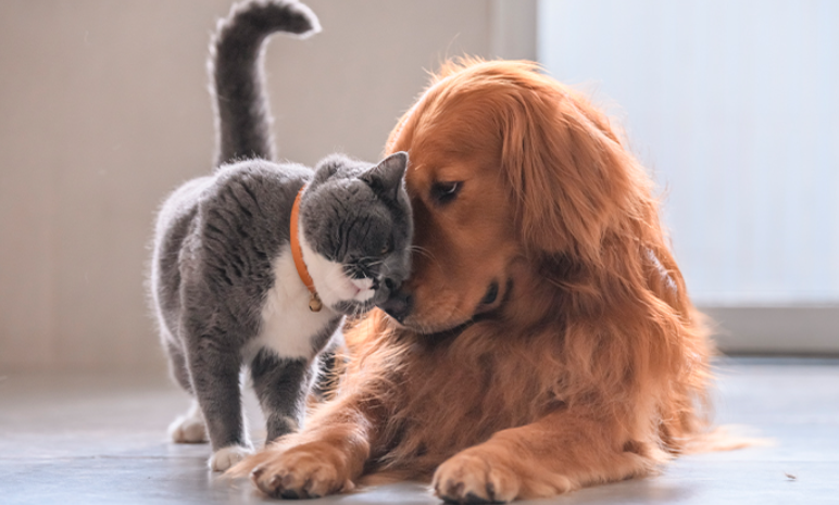 Cachorro e gato do Santuário Esperança Animal